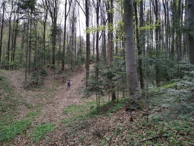 Rezerwat przyrody Zamczysko