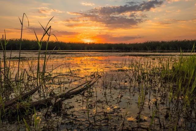 Kuti Wildlife Reserve