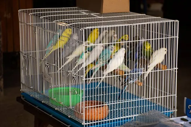 Wat Lam Phaya Floating Market