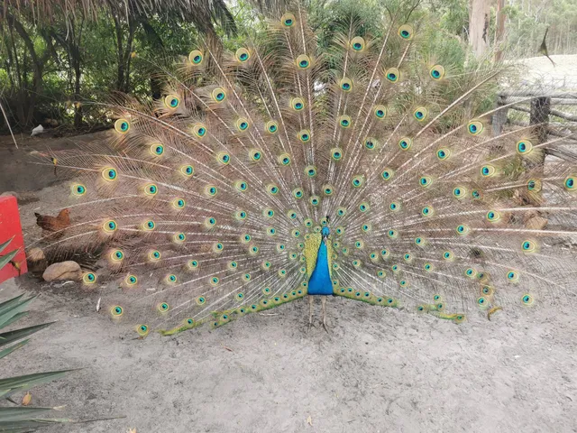 Rocklands Petting Farm