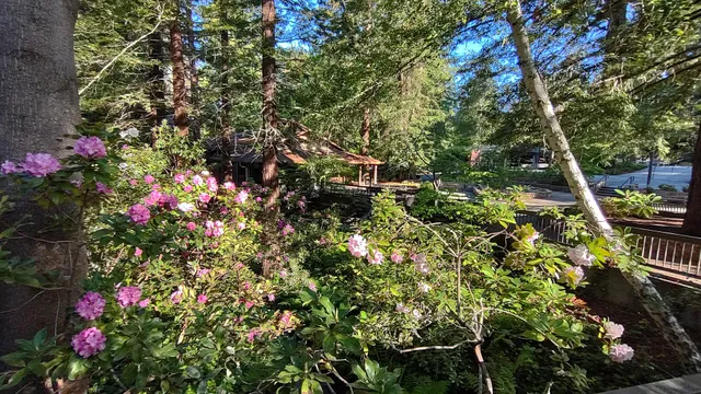 Mount Hermon Redwood Camp