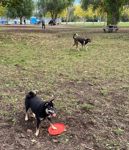 Mission Dog Park