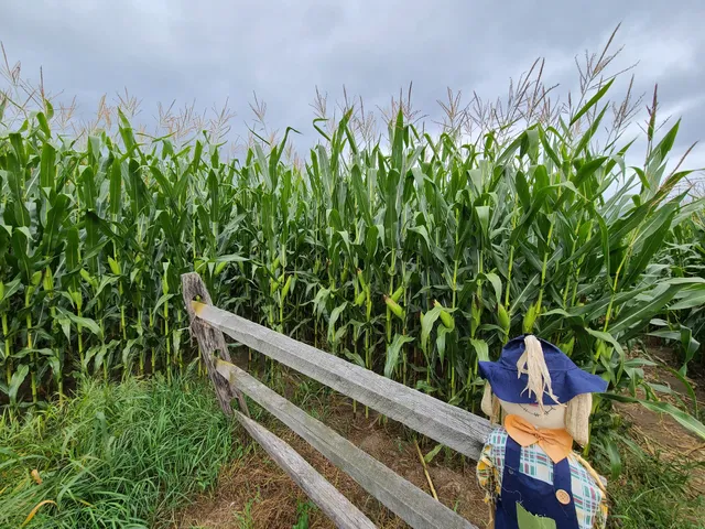 Percy Farm Corn Maze
