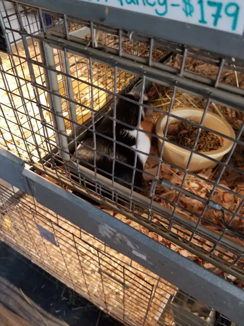 Wagon Wheel Garden and Pet