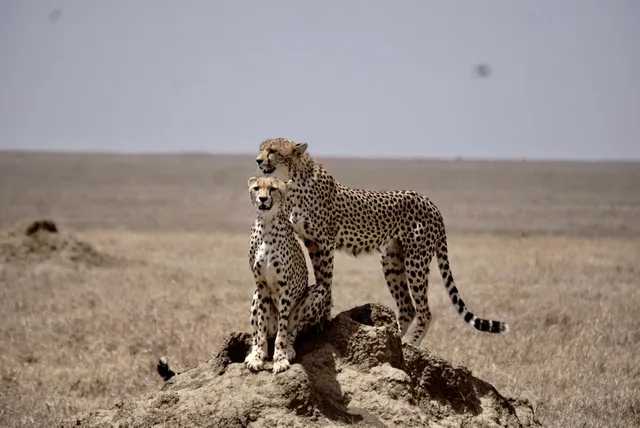 Jungle Safaris Africa