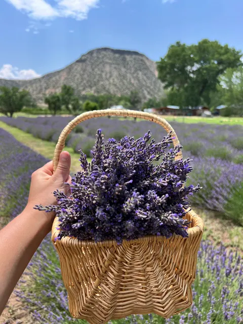 Purple Adobe Lavender Farm