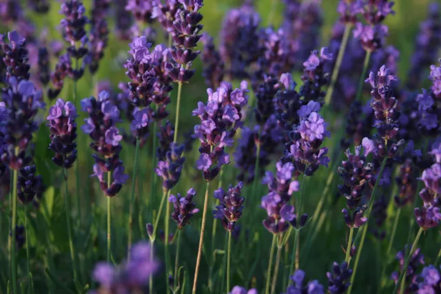 Prince Edward County Lavender Farm