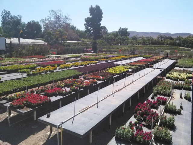 Devil Mountain Wholesale Nursery