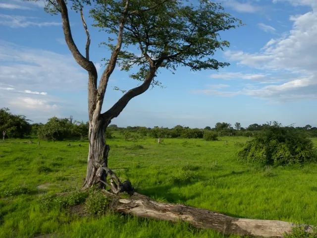 South Luangwa National Park