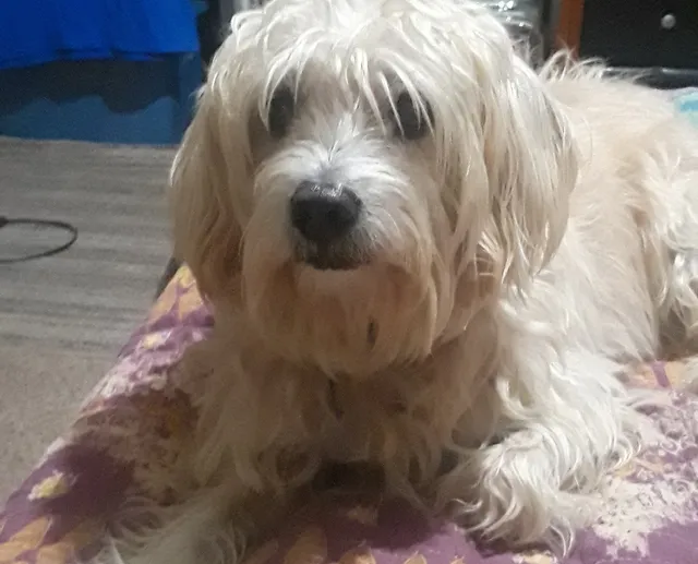 Pampered Pets Spa and Resort