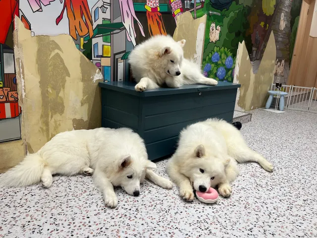 サモエドカフェ アル 鎌倉店&BICHON CAFE POM