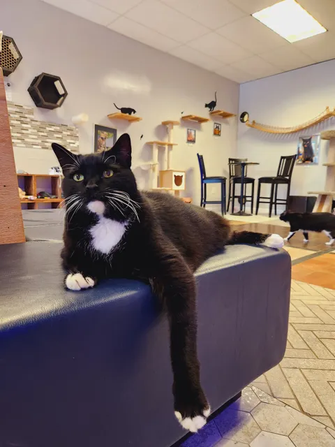 Kitty Cat Cafe and Adoption Lounge Inc