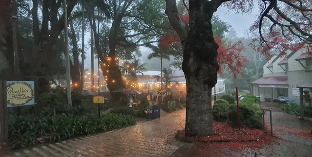 Priscilla's Gallery🌟Original Art, Studio Sessions,🌟GF Food, Coffee Tea Chai