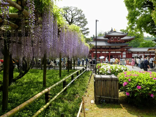 Wisteria at Byodo-in Temple