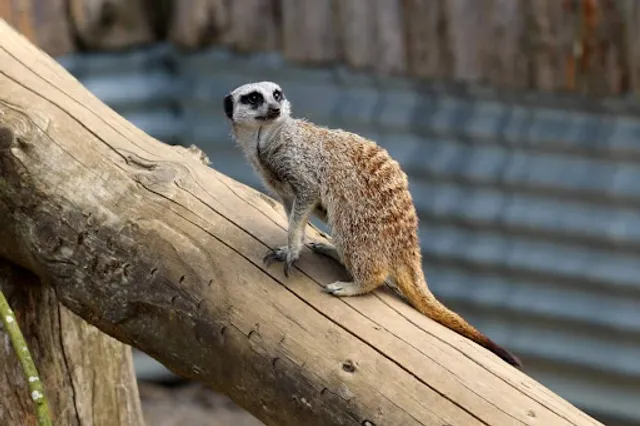 Secret Valley Wildlife Park & Exotic Animal Rescue