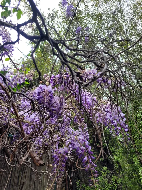 World's Largest Blossoming Plant