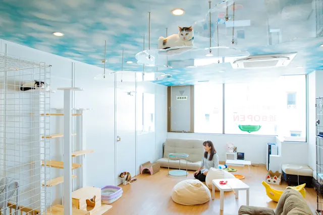 Cat Cafe Sakura 1