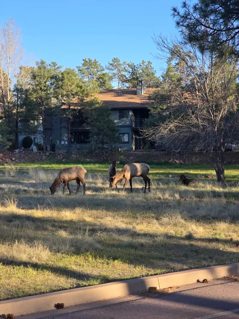 Rumsey Park Dog Park