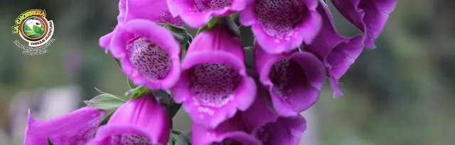 Aventura La Chorrera Park