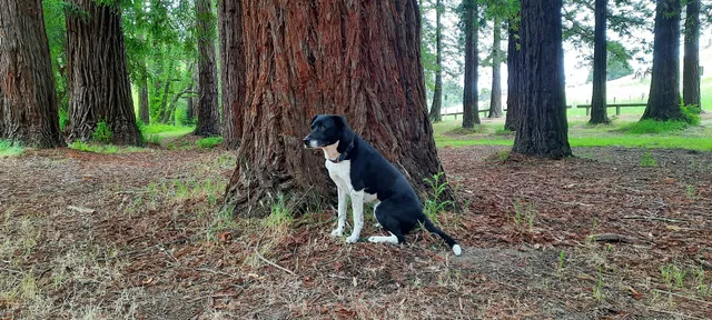 George Washington Picnic Area, DeLaveaga Park