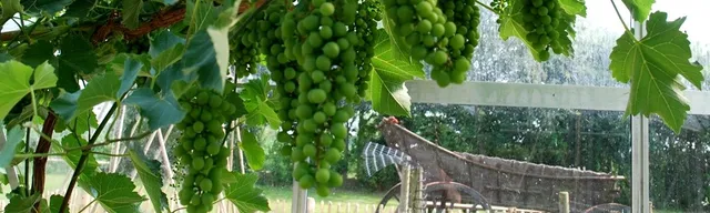 Wijnhuys Erve Wisselink