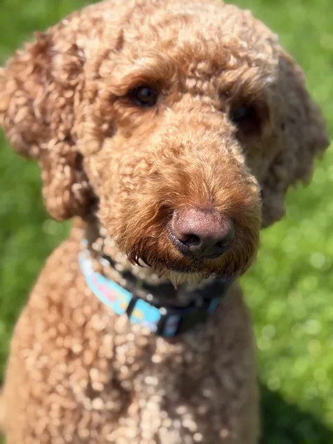 Frosty Paws Pet Services