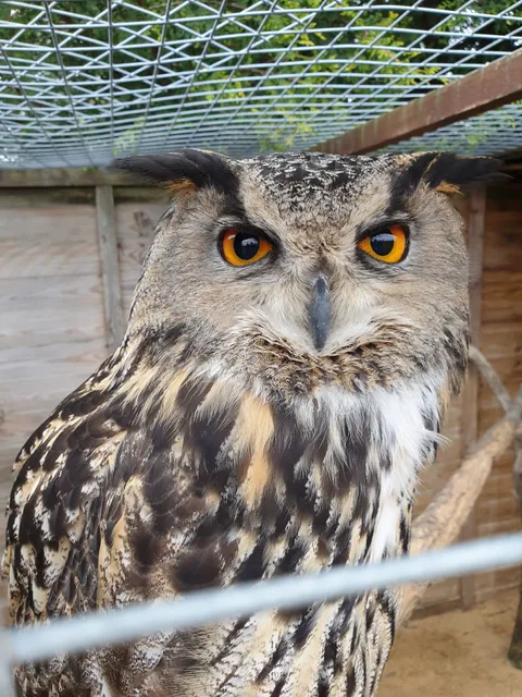 Fritton Owl Sanctuary