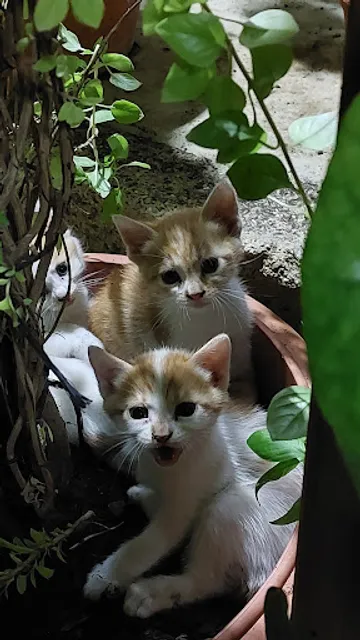 Taverna o Tasos - Kynigetikos Silogos