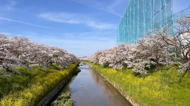 佐保川の桜並木