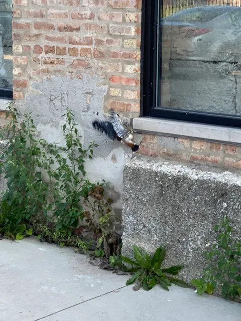 Chicago Bird Collision Monitors