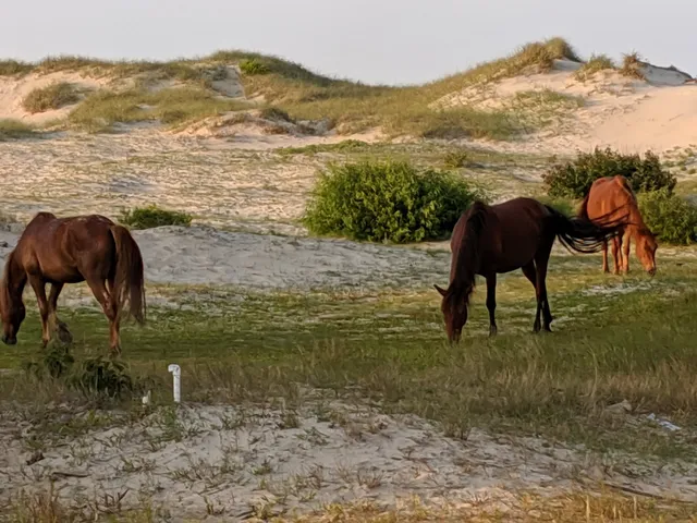 Wild Horse Adventure Tours