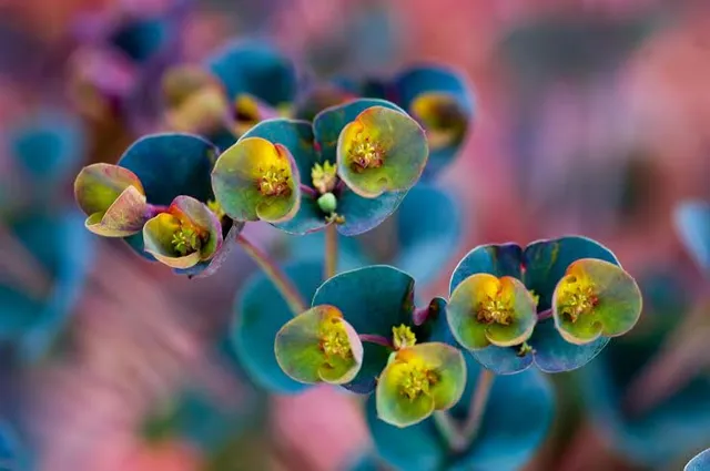 The Pennsylvania Horticultural Society