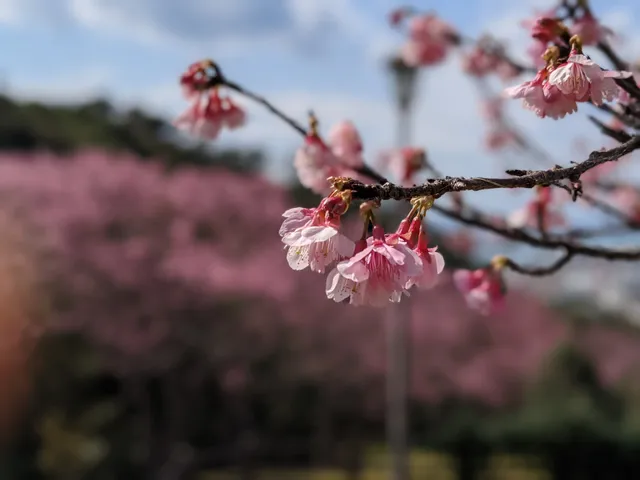 Nago Castle Park Cherry Blossom Site