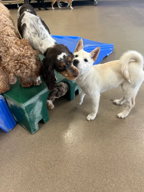 Stylin Paws Play Place and Grooming Urbandale