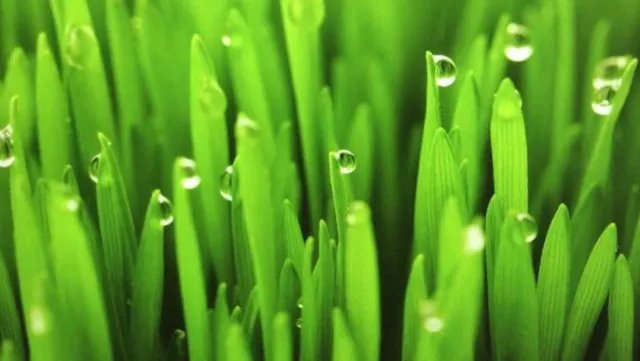 Tsvetochnyy Magazin Trava