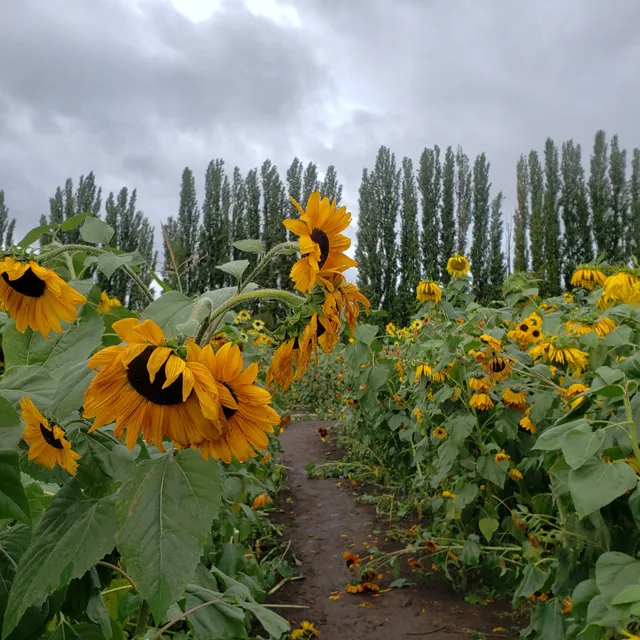 The Pumpkin Farm and Puzzle Patch