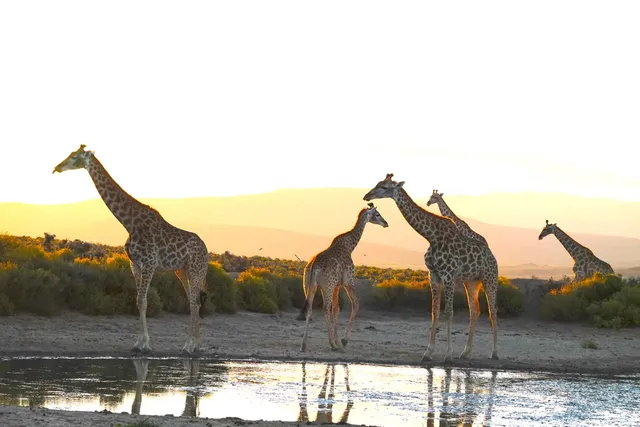 Mont Eco Private Game Reserve