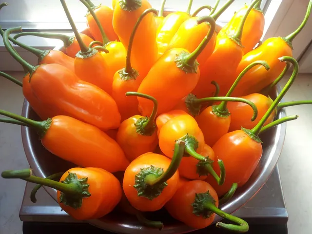 Aires Peruanos PRODUCTOS Y SERVICIOS