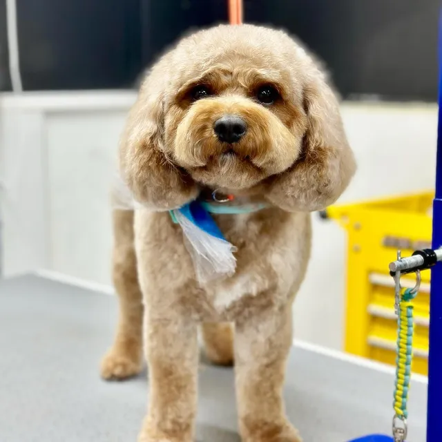 The Paw Spa Kaysville