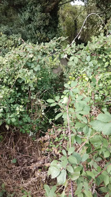 The Bungalow, Tattingstone Trout Farm