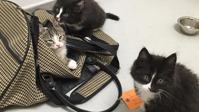 All Creatures Veterinary Hospital of Brooklyn