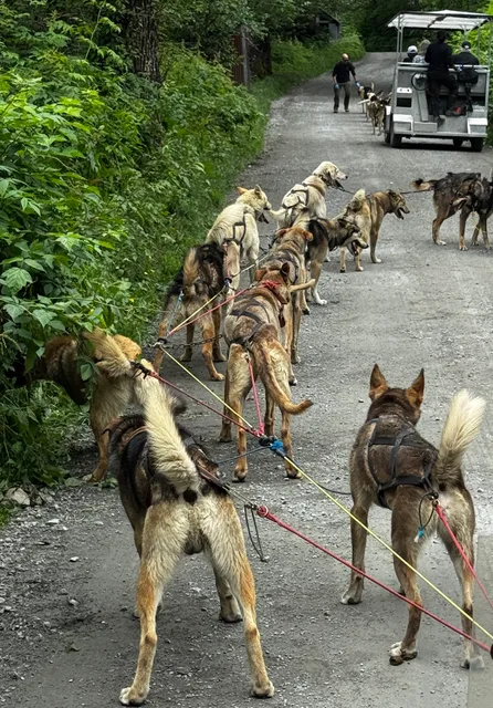 Gold Rush Sled Dog Tours