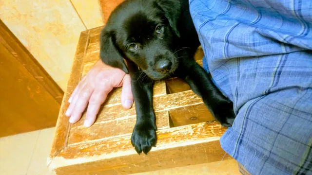 Calhoun County Animal Hospital