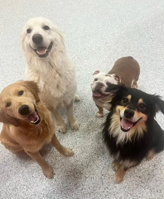 The Dog Stop - Plano (Central)