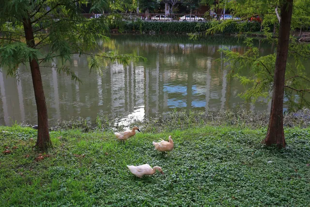 公舘公園生態池