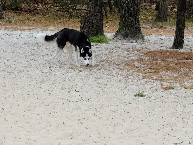 Ocean County Park Off-Leash Dog Run