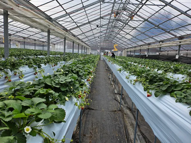 千本松牧場 いちご園