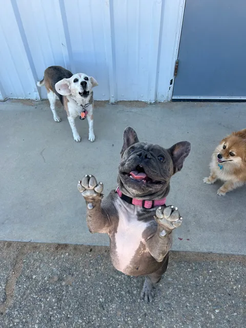 Muddy Paws Pet Resort