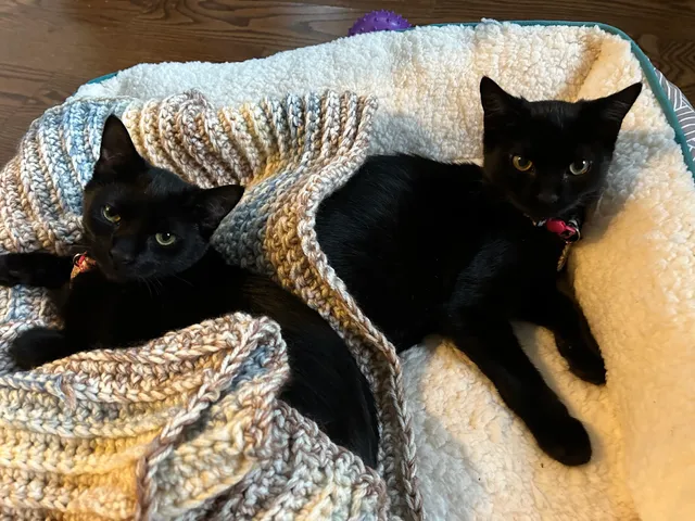 Kitty Cottage Adoption Center Inc