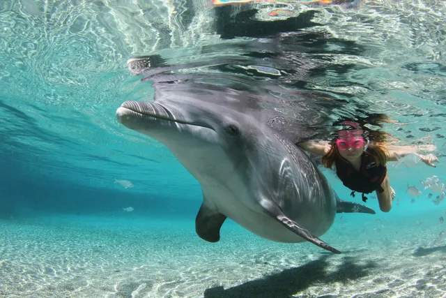 Dolphin Quest Hawaii - Swim with Dolphins